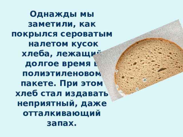 Однажды мы заметили, как покрылся сероватым налетом кусок хлеба, лежащий долгое время в полиэтиленовом пакете. При этом хлеб стал издавать неприятный, даже отталкивающий запах. 