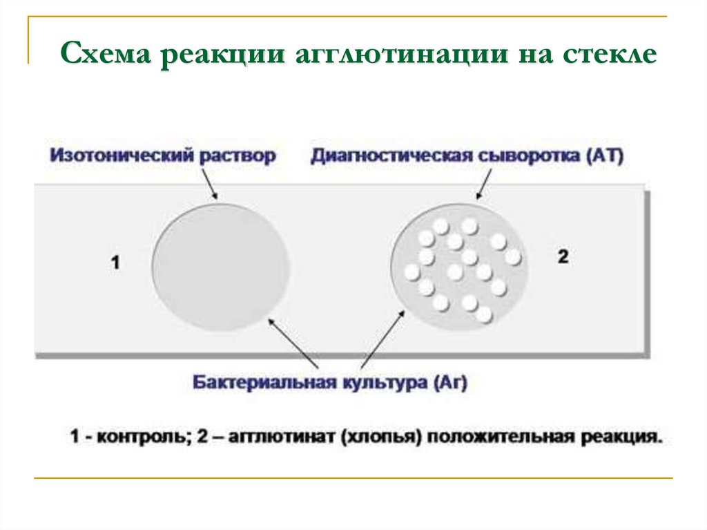 Фазы серологических реакций схема