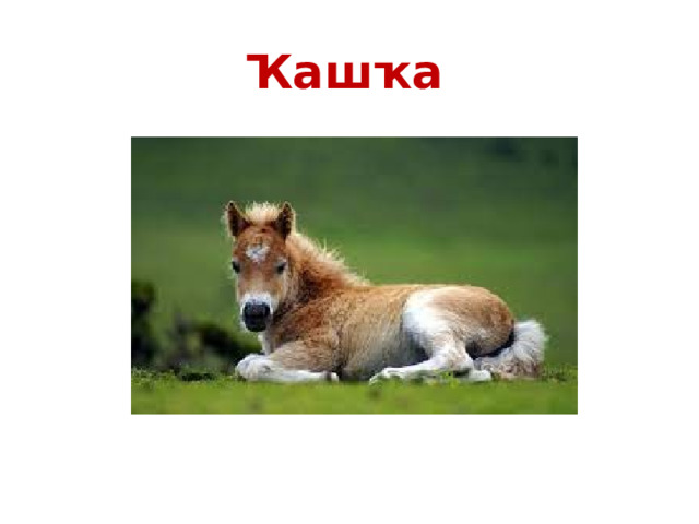 Ҡашҡа 