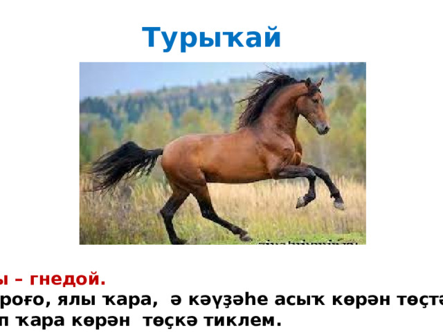 Турыҡай Туры – гнедой. Ҡойроғо, ялы ҡара, ә кәүҙәһе асыҡ көрән төҫтән алып ҡара көрән төҫкә тиклем. 