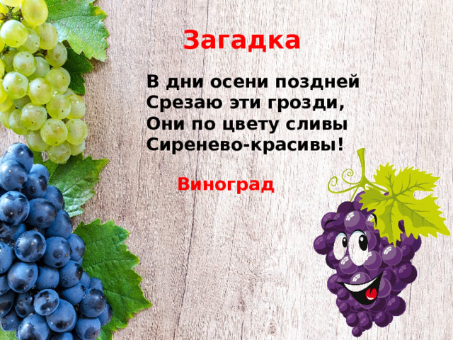 Загадка В дни осени поздней Срезаю эти грозди, Они по цвету сливы Сиренево-красивы! Виноград 