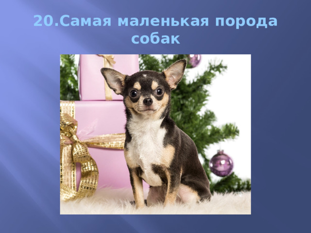 20.Самая маленькая порода собак 