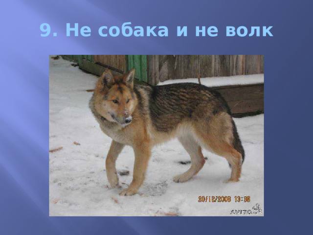 9. Не собака и не волк 