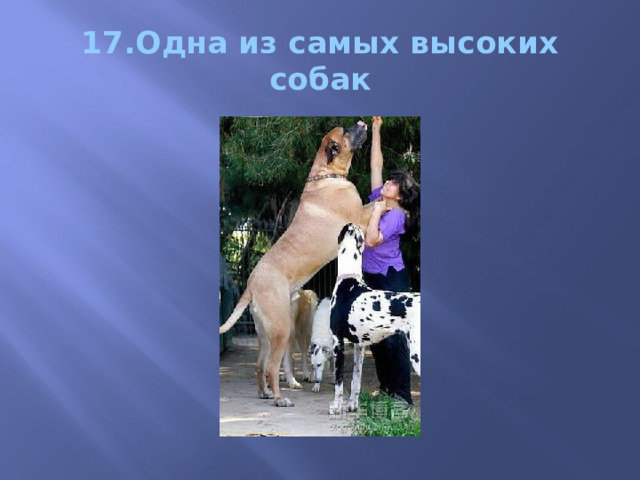 17.Одна из самых высоких собак 