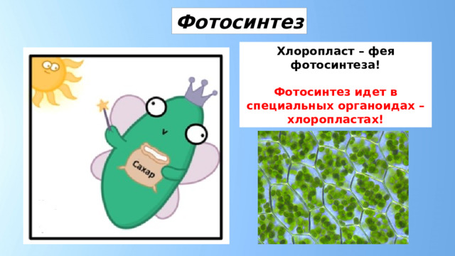 Фотосинтез Хлоропласт – фея фотосинтеза!  Фотосинтез идет в специальных органоидах – хлоропластах! 