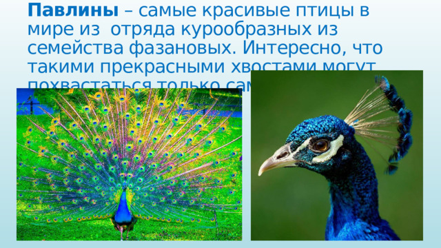 Павлины  – самые красивые птицы в мире из отряда курообразных из семейства фазановых. Интересно, что такими прекрасными хвостами могут похвастаться только самцы. 