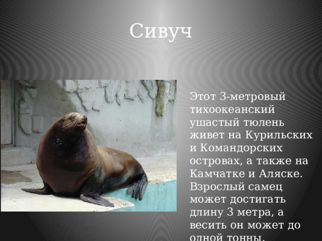 Сивуч Этот 3-метровый тихоокеанский ушастый тюлень живет на Курильских и Командорских островах, а также на Камчатке и Аляске. Взрослый самец может достигать длину 3 метра, а весить он может до одной тонны. 