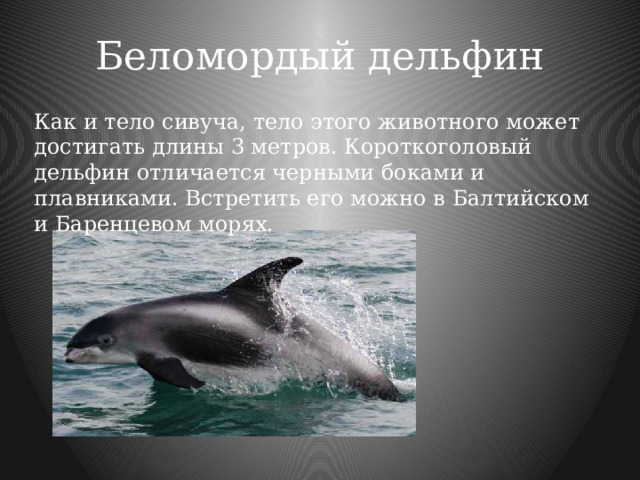 Беломордый дельфин   Как и тело сивуча, тело этого животного может достигать длины 3 метров. Короткоголовый дельфин отличается черными боками и плавниками. Встретить его можно в Балтийском и Баренцевом морях. 