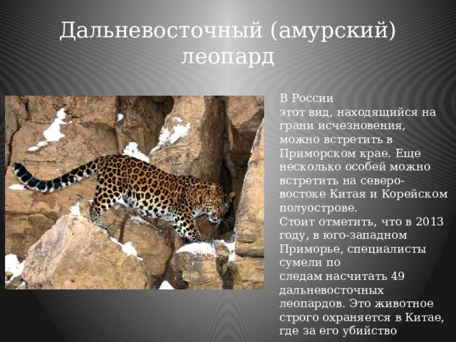 Дальневосточный (амурский) леопард   В России этот вид, находящийся на грани исчезновения, можно встретить в Приморском крае. Еще несколько особей можно встретить на северо-востоке Китая и Корейском полуострове. Стоит отметить, что в 2013 году, в юго-западном Приморье, специалисты сумели по следам насчитать 49 дальневосточных леопардов. Это животное строго охраняется в Китае, где за его убийство предусмотрена смертная казнь. Амурский леопард стал видом на грани вымирания в основном из-за браконьерства. 