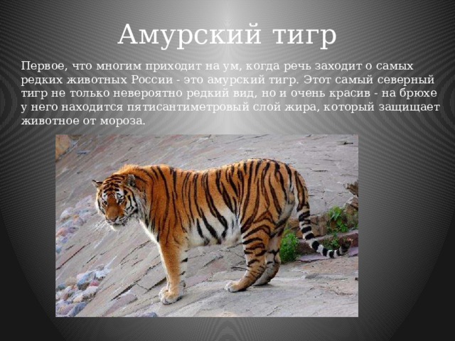 Амурский тигр   Первое, что многим приходит на ум, когда речь заходит о самых редких животных России - это амурский тигр. Этот самый северный тигр не только невероятно редкий вид, но и очень красив - на брюхе у него находится пятисантиметровый слой жира, который защищает животное от мороза. 