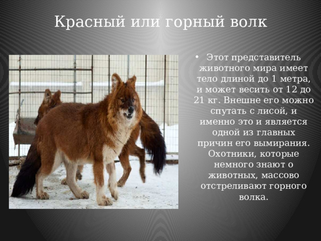 Красный или горный волк   Этот представитель животного мира имеет тело длиной до 1 метра, и может весить от 12 до 21 кг. Внешне его можно спутать с лисой, и именно это и является одной из главных причин его вымирания. Охотники, которые немного знают о животных, массово отстреливают горного волка. 