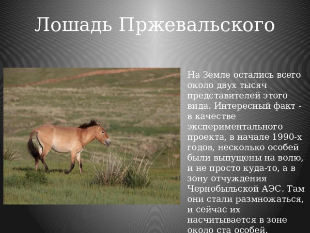 Лошадь Пржевальского   На Земле остались всего около двух тысяч представителей этого вида. Интересный факт - в качестве экспериментального проекта, в начале 1990-х годов, несколько особей были выпущены на волю, и не просто куда-то, а в зону отчуждения Чернобыльской АЭС. Там они стали размножаться, и сейчас их насчитывается в зоне около ста особей. 