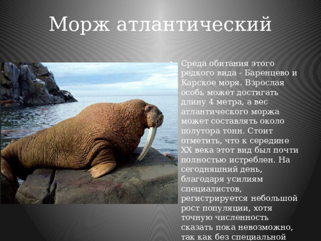 Морж атлантический   Среда обитания этого редкого вида - Баренцево и Карское моря. Взрослая особь может достигать длину 4 метра, а вес атлантического моржа может составлять около полутора тонн. Стоит отметить, что к середине ХХ века этот вид был почти полностью истреблен. На сегодняшний день, благодаря усилиям специалистов, регистрируется небольшой рост популяции, хотя точную численность сказать пока невозможно, так как без специальной техники крайне трудно добраться до лежбищ этих представителей животного мира. 