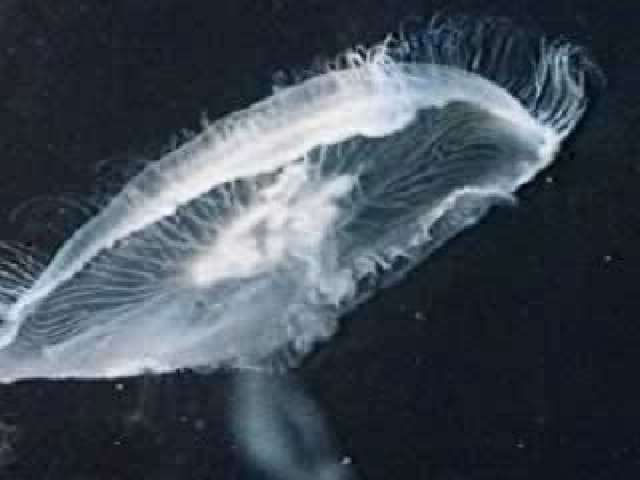 Просмотр видеофрагмента о медузах.  