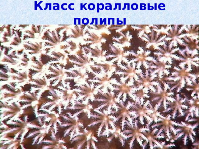 Класс коралловые полипы 
