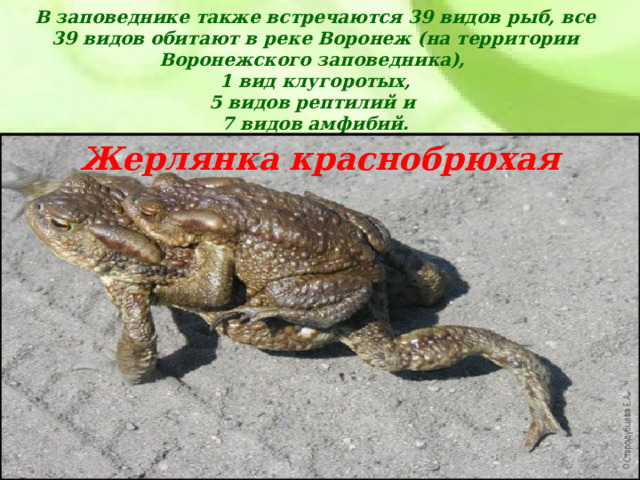 В заповеднике также встречаются 39 видов рыб, все 39 видов обитают в реке Воронеж (на территории Воронежского заповедника),  1 вид клугоротых,  5 видов рептилий и  7 видов амфибий.   Жерлянка краснобрюхая 