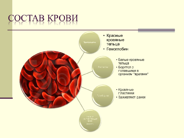 Красное кровяное образование