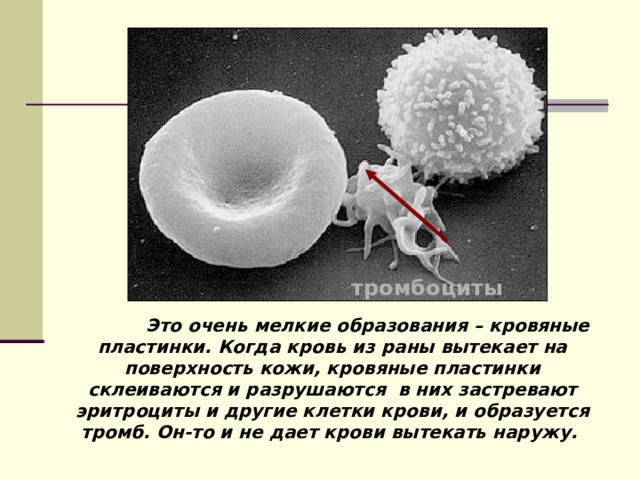 Проект почему кровь красная