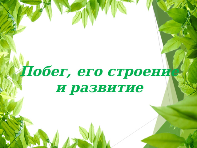 Побег, его строение и развитие 