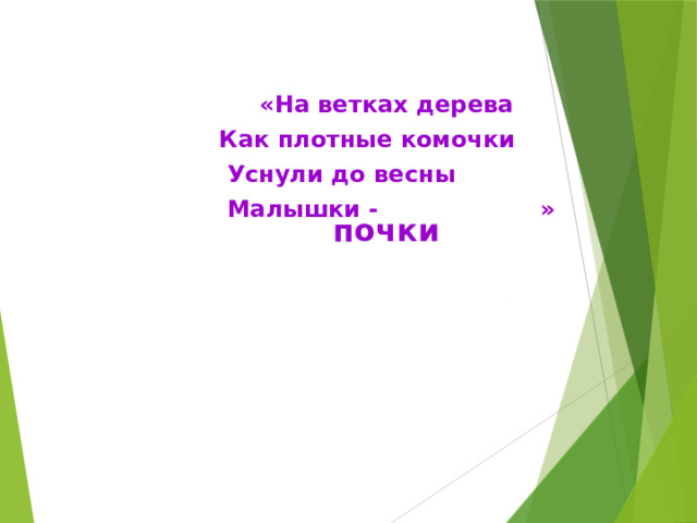  «На ветках дерева                        Как плотные комочки                        Уснули до весны                        Малышки  - »   почки 