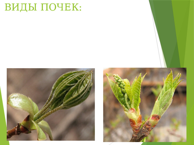 ВИДЫ ПОЧЕК: 