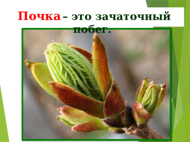 Почка  – это зачаточный побег. 