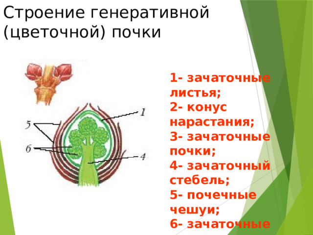 Покажите стрелками и подпишите на рисунке зачаточный лист почечную чешую и зачаточный стебель