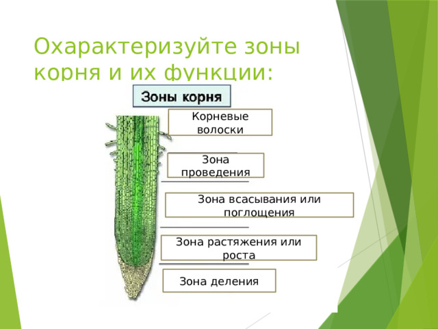 Покажите стрелками и подпишите на рисунке зону роста зону проведения зону всасывания корня