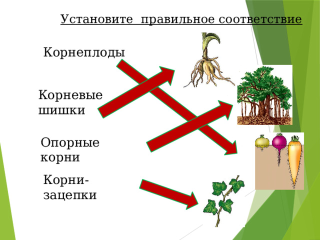 Укажи картинку на которой представлены опорные корни