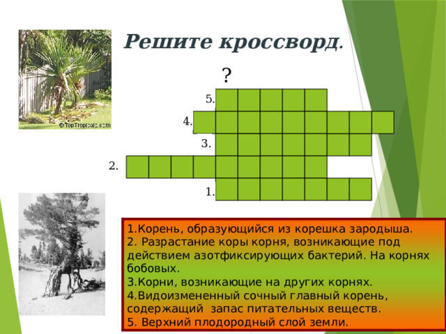 Решите кроссворд . ? 5. 4. 3. 2. 1. Решим кроссворд и узнаем , а какой орган будем изучать сегодня? 1.Корень, образующийся из корешка зародыша. 2. Разрастание коры корня, возникающие под действием азотфиксирующих бактерий. На корнях бобовых. 3.Корни, возникающие на других корнях. 4.Видоизмененный сочный главный корень, содержащий запас питательных веществ. 5. Верхний плодородный слой земли. 1.Корень, образующийся из корешка зародыша. 2. Разрастание коры корня, возникающие под действием азотфиксирующих бактерий. На корнях бобовых. 3.Корни, возникающие на других корнях. 4.Видоизмененный сочный главный корень, содержащий запас питательных веществ. 5. Верхний плодородный слой земли.  