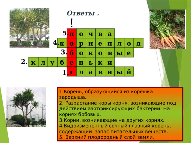 Ответы . ! в п а 5. ч о л р н е п о д о 4. к о е ы в о к б 3. 2. б ь и е н к к л у г а л й ы н в 1. 1.Корень, образующийся из корешка зародыша. 2. Разрастание коры корня, возникающие под действием азотфиксирующих бактерий. На корнях бобовых. 3.Корни, возникающие на других корнях. 4.Видоизмененный сочный главный корень, содержащий запас питательных веществ. 5. Верхний плодородный слой земли. Обратите внимание на восклицательный знак. О чем сегодня пойдет речь?  