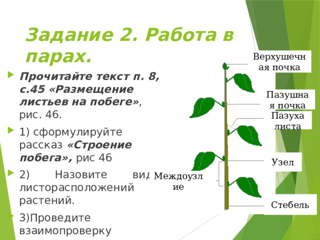 Задание 2. Работа в парах. Верхушечная почка Прочитайте текст п. 8, с.45 «Размещение листьев на побеге» , рис. 46. 1) сформулируйте рассказ «Строение побега», рис 46 2) Назовите виды листорасположений растений. 3)Проведите взаимопроверку Пазушная почка Пазуха листа Узел Междоузлие Стебель 