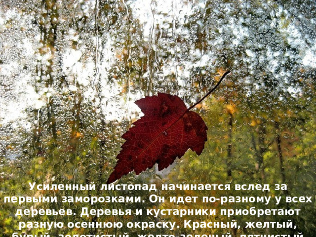 Усиленный листопад начинается вслед за первыми заморозками. Он идет по-разному у всех деревьев. Деревья и кустарники приобретают разную осеннюю окраску. Красный, желтый, бурый, золотистый, желто-зеленый, пятнистый ложится на землю лист.  