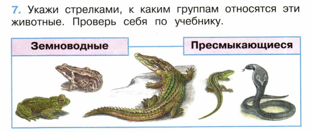 К пресмыкающимся относятся жабы змеи. Земноводные рептилии и пресмыкающиеся отличия. Пресмыкающиеся земноводные рептилии разница. Отличие земноводных от пресмыкающихся таблица. Отличия пресмыкающихся от амфибий.