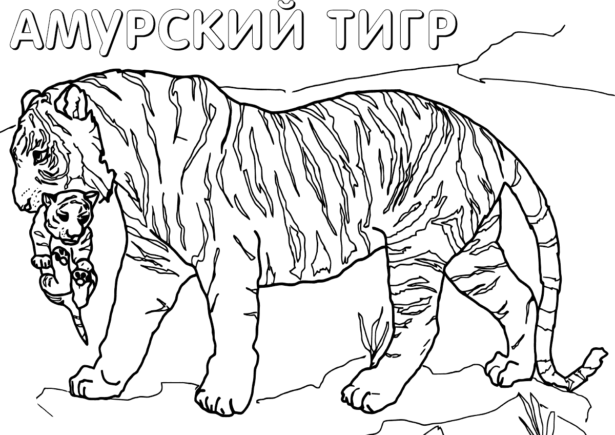 Рисунок с красной книги