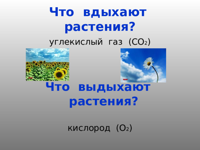 Что вдыхают растения? углекислый газ (СО 2 )  Что выдыхают растения? кислород (О 2 ) 