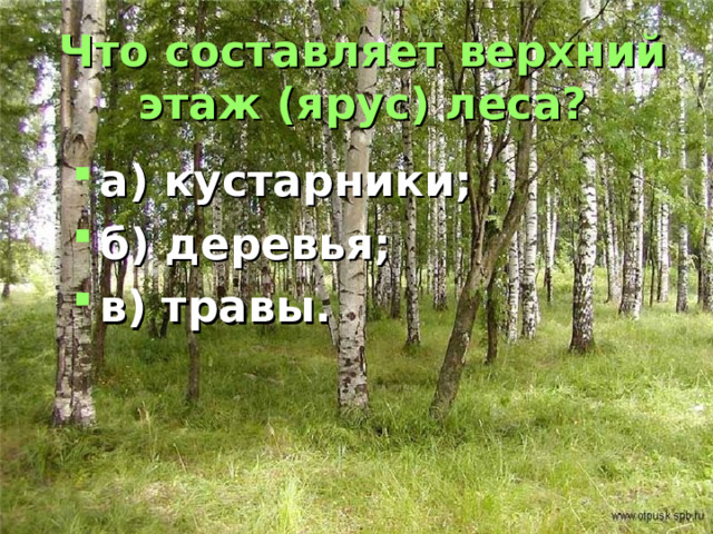 Что составляет верхний этаж (ярус) леса? а) кустарники; б) деревья; в) травы. 