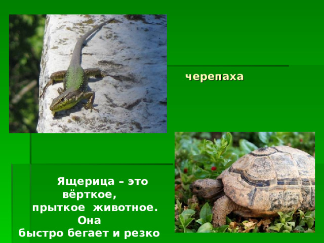  черепаха  Ящерица – это вёрткое,  прыткое животное. Она быстро бегает и резко меняет направление. 