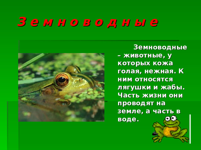  З е м н о в о д н ы е  Земноводные – животные, у которых кожа голая, нежная. К ним относятся лягушки и жабы. Часть жизни они проводят на земле, а часть в воде. 