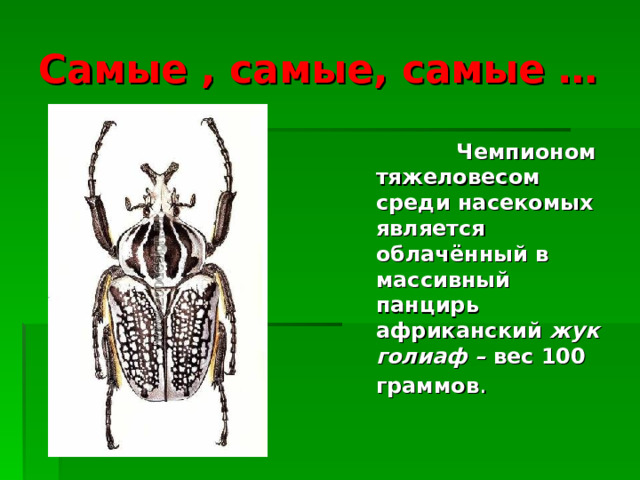 Самые , самые, самые …  Чемпионом тяжеловесом среди насекомых является облачённый в массивный панцирь африканский жук голиаф – вес 100 граммов . 
