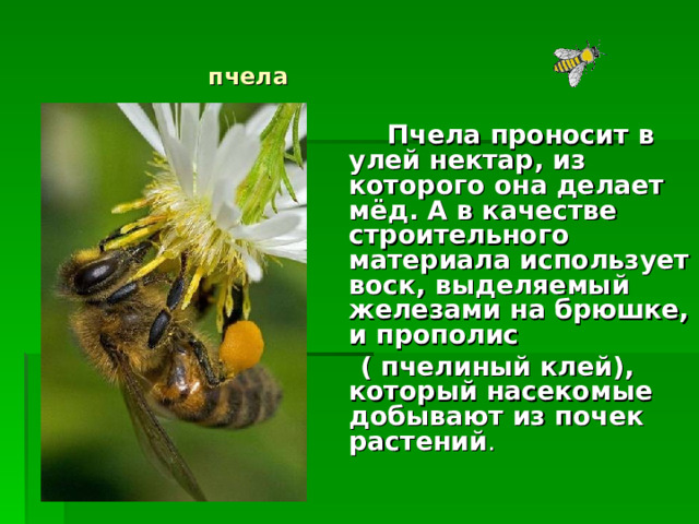 пчела  Пчела проносит в улей нектар, из которого она делает мёд. А в качестве строительного материала использует воск, выделяемый железами на брюшке, и прополис  ( пчелиный клей), который насекомые добывают из почек растений . 