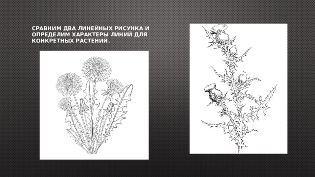 Сравним два линейных рисунка и определим характеры линий для конкретных растений. 