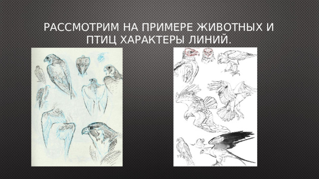 Рассмотрим на примере животных и птиц характеры линий. 