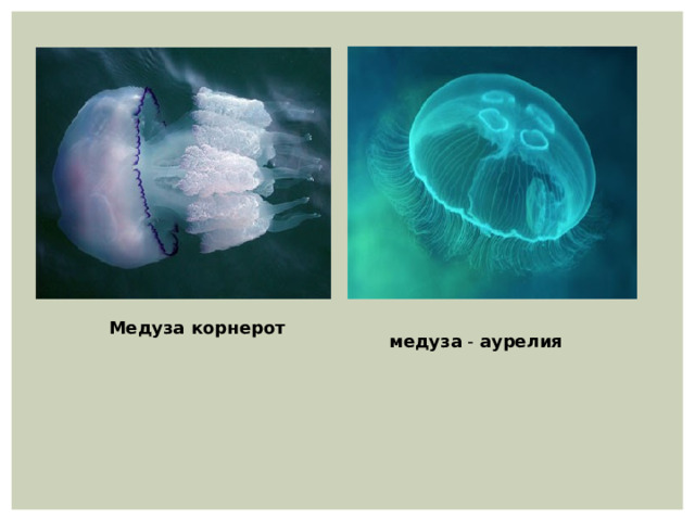 Медуза корнерот медуза  -  аурелия 