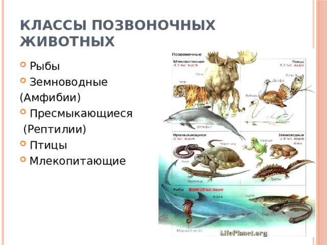 Классы Позвоночных животных Рыбы Земноводные (Амфибии) Пресмыкающиеся  (Рептилии) Птицы Млекопитающие 