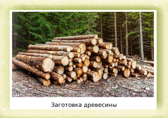 Заготовка древесины 