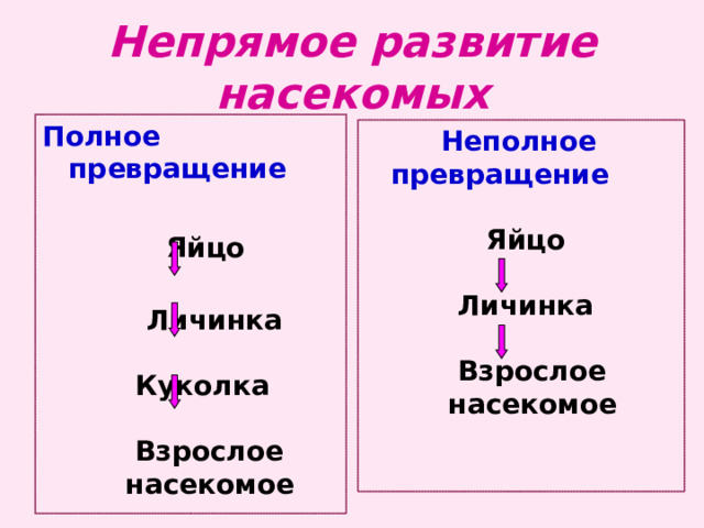 Непрямое развитие с превращением. Непрямое развитие комара. Полное и неполное постэмбриональное развитие.