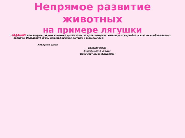 Непрямое развитие животных  на примере лягушки Задание: просмотрите рисунок и выявите доказательства происхождения земноводных от рыб на основе постэмбрионального развития. Определите черты сходства личинок лягушки и взрослых рыб.   Жаберные щели Боковая линия Двухкамерное сердце Один круг кровообращения 