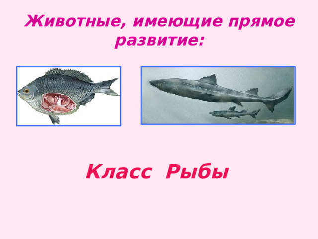 Животные, имеющие прямое развитие: Класс Рыбы 