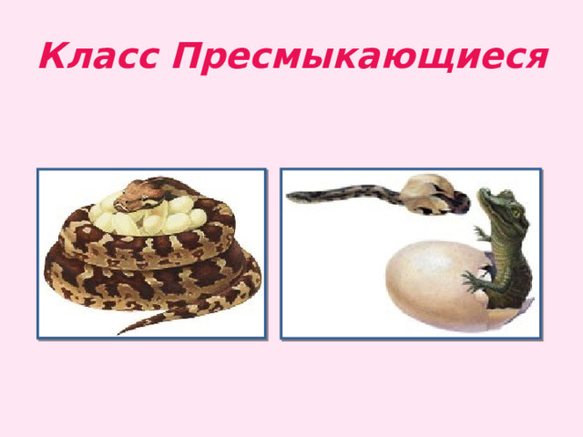 Класс Пресмыкающиеся 